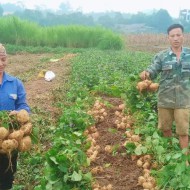 CỦ ĐẬU THÁI NIÊN